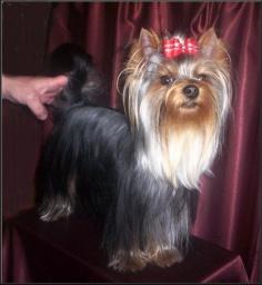 Jaguar Bohemia Platina