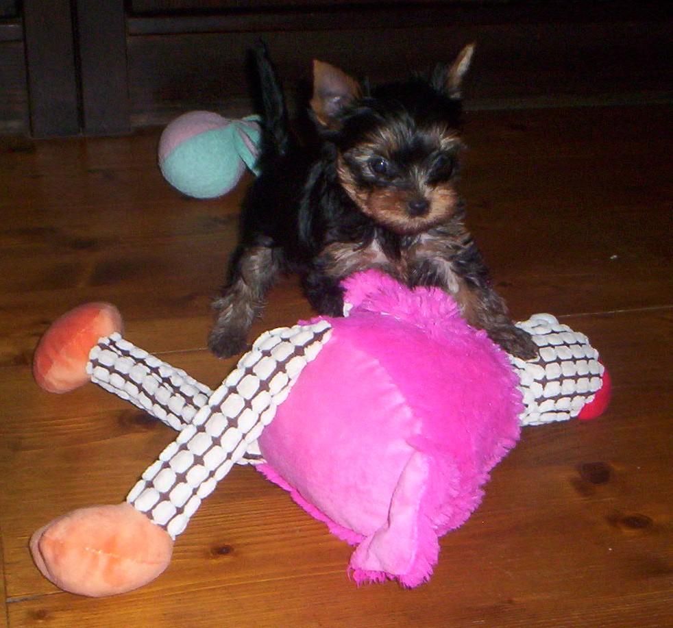 Naty Tiny Angel - 6 týdnů