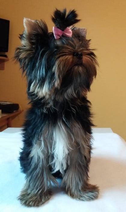 Perry Tiny Angel 5 měsíců