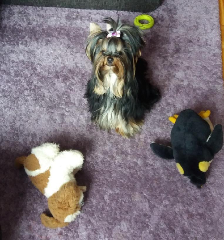 Perry Tiny Angel 1 rok