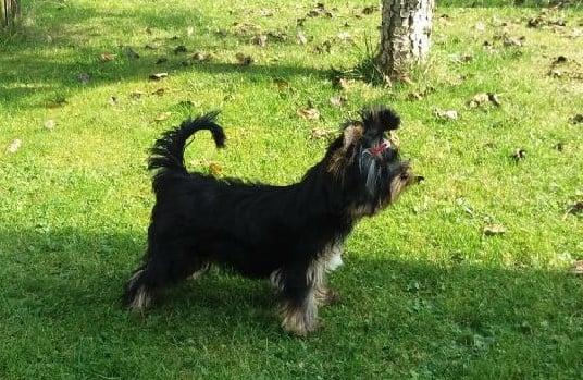 Perry Tiny Angel 5,5 měsíců