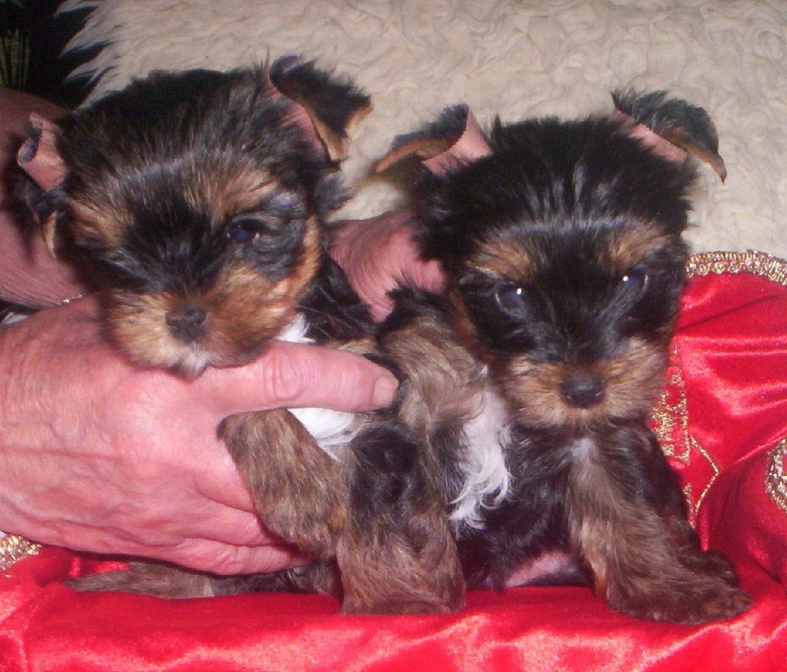 Perry a Paddy Tiny Angel