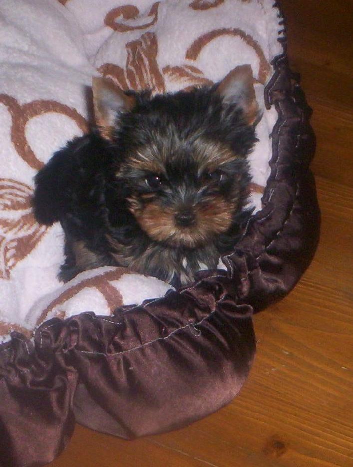 Vrh "S" Před odjezdem do nové rodiny