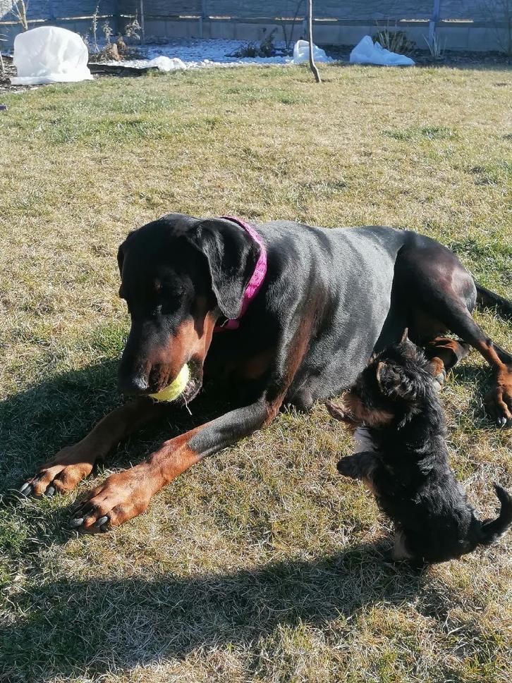 Sheila Tiny Angel s kamarádkou