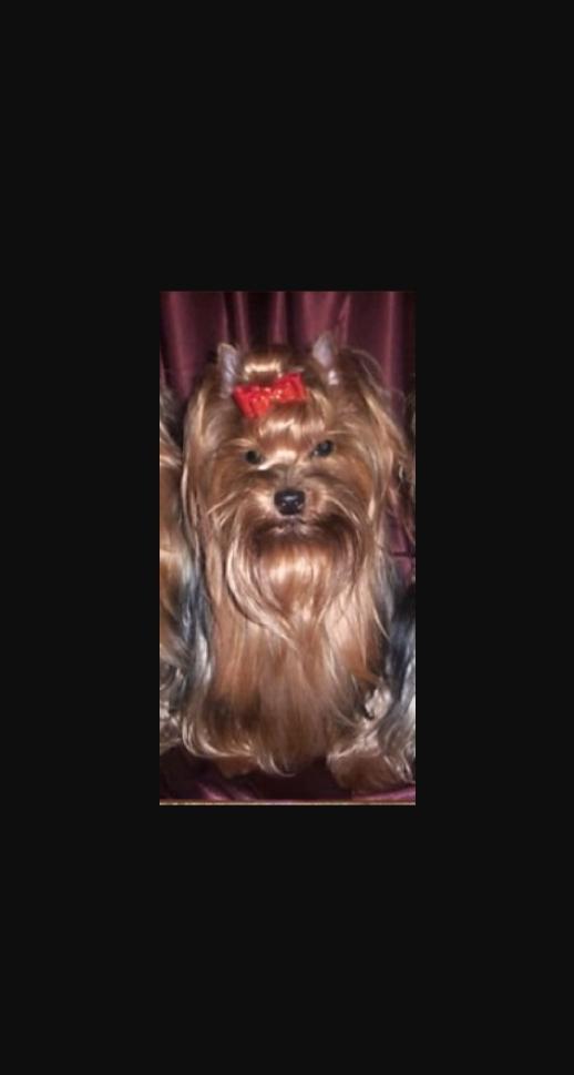 Butterfly Pražský Cyrano